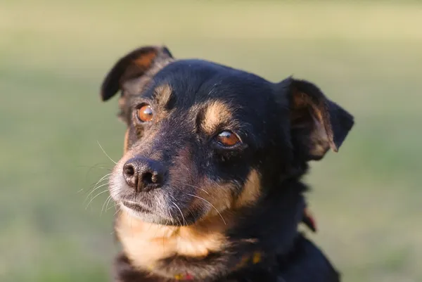 Pies do adopcji, Zgierz, 5 marca 2025 (5/5)