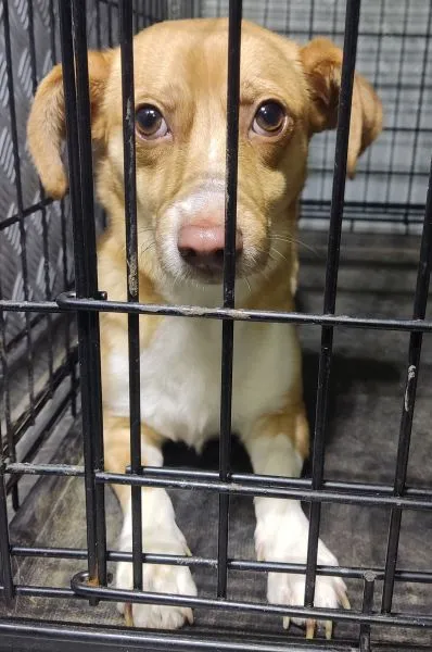 Znaleziono psa, Radom, 3 marca 2025