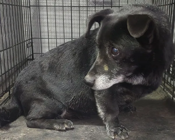 Znaleziono psa, Radom, 2 marca 2025