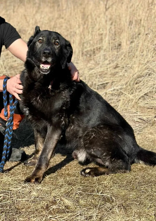 Pies do adopcji, Jelenia Góra, 16 czerwca 2024 (1/5)