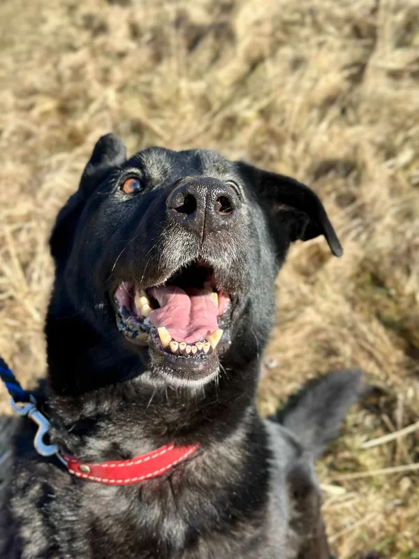 Pies do adopcji, Jelenia Góra, 16 czerwca 2024 (4/5)