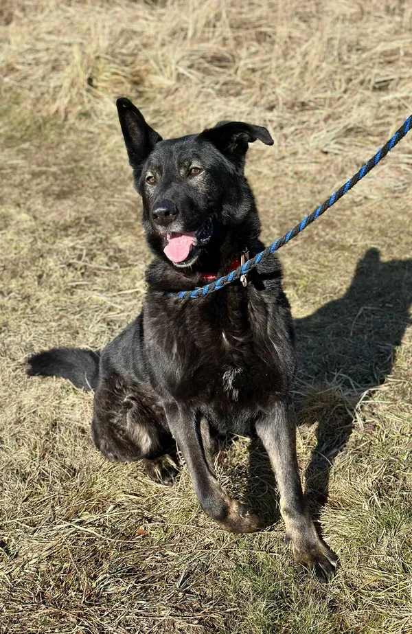 Pies do adopcji, Jelenia Góra, 16 czerwca 2024 (2/5)