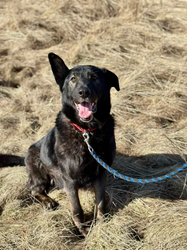 Pies do adopcji, Jelenia Góra, 16 czerwca 2024 (3/5)