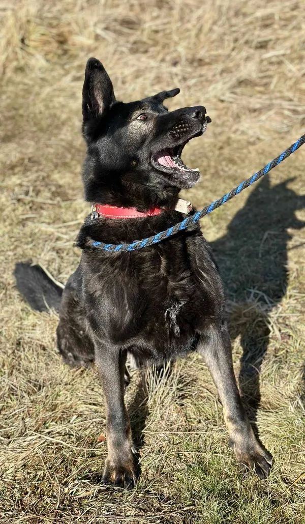 Pies do adopcji, Jelenia Góra, 16 czerwca 2024 (5/5)