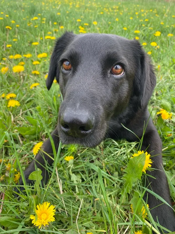 Pies do adopcji, Milanówek, 5 marca 2025 (1/5)