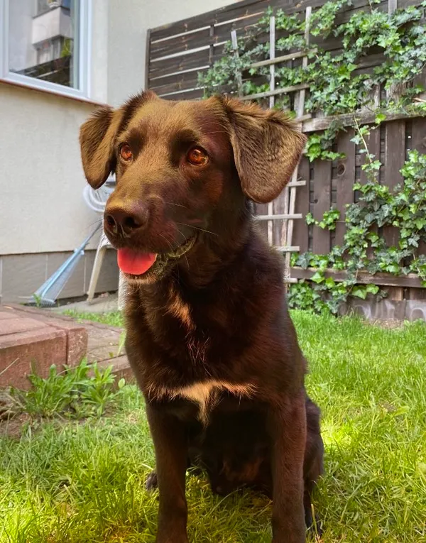 Pies do adopcji, Milanówek, 5 marca 2025 (2/5)