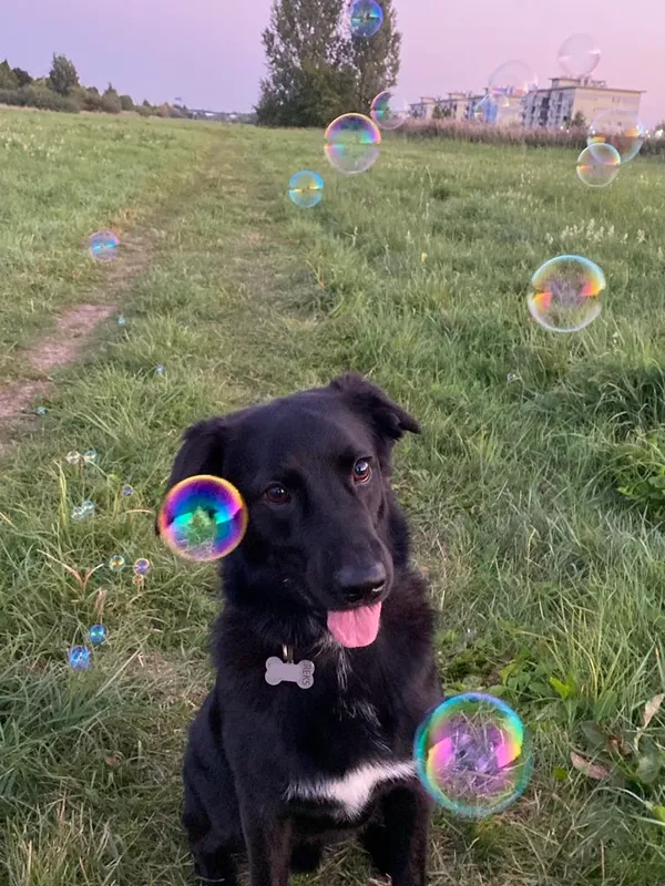 Pies do adopcji, Milanówek, 5 marca 2025 (3/5)