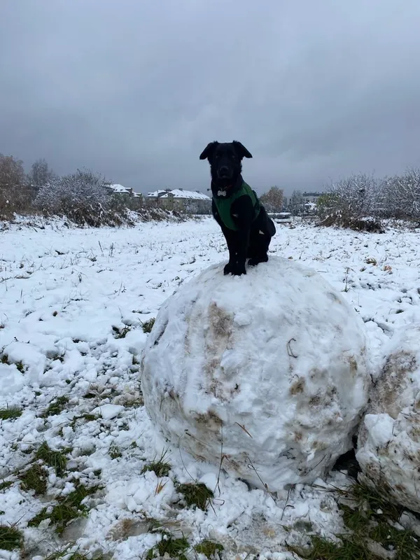 Pies do adopcji, Milanówek, 5 marca 2025 (4/5)