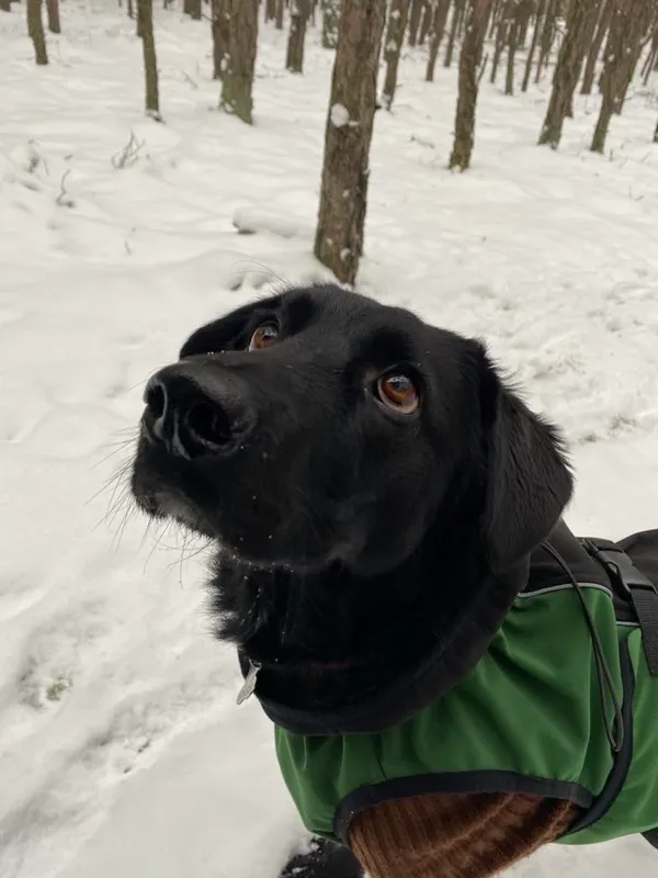 Pies do adopcji, Milanówek, 5 marca 2025 (5/5)