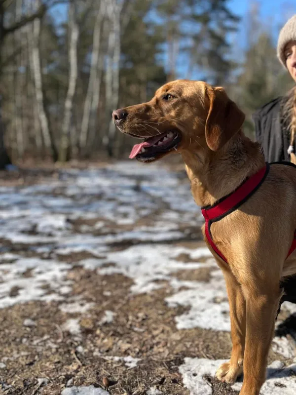 Pies do adopcji, Milanówek, 5 marca 2025 (3/5)