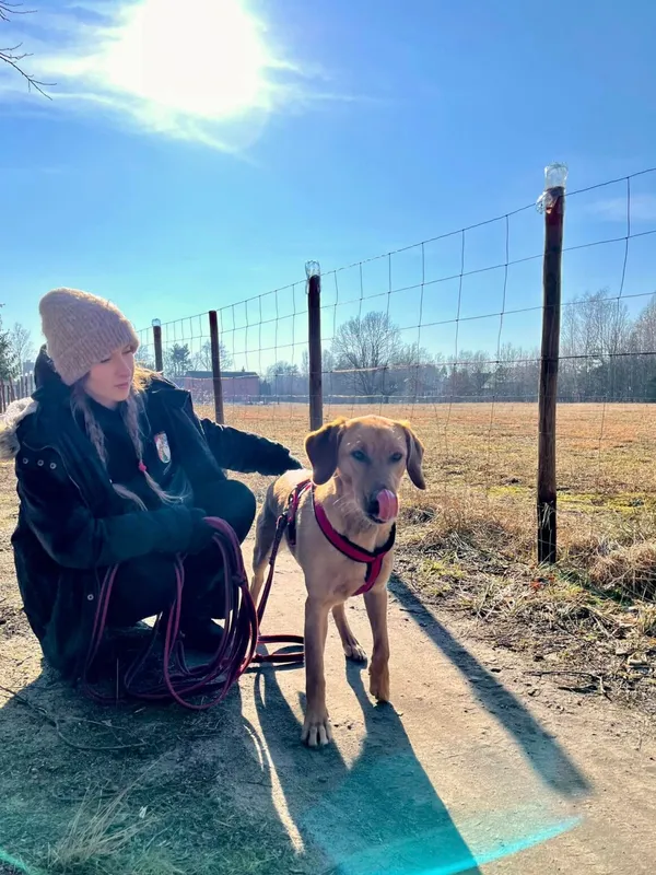 Pies do adopcji, Milanówek, 5 marca 2025 (4/5)