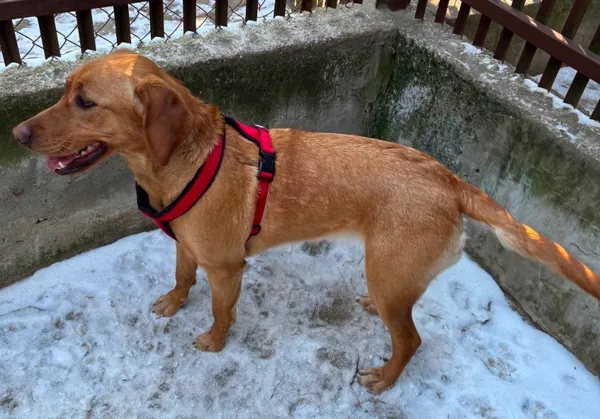 Pies do adopcji, Milanówek, 5 marca 2025 (5/5)