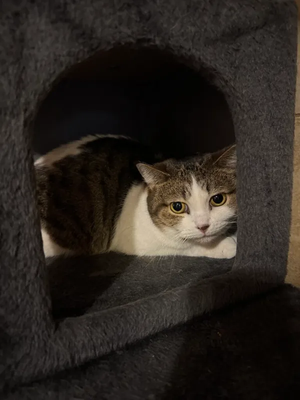 Kot do adopcji, Korabiewice, 5 marca 2025 (1/3)