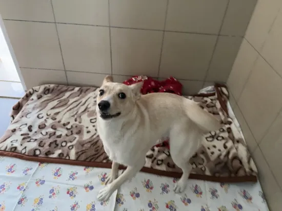 Pies do adopcji, Kraków, 19 lutego 2025