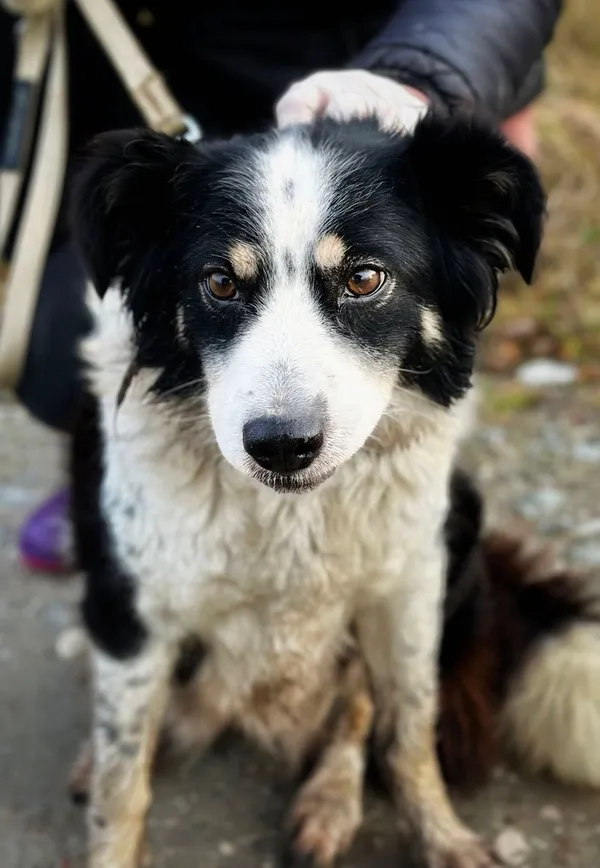 Oddam psa, Warszawa, Solec, 6 marca 2025 (3/4)