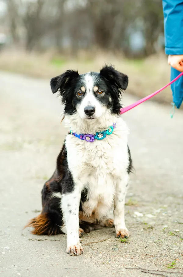 Oddam psa, Warszawa, Solec, 6 marca 2025 (4/4)