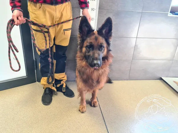 Znaleziono psa, Chełmek, 5 marca 2025