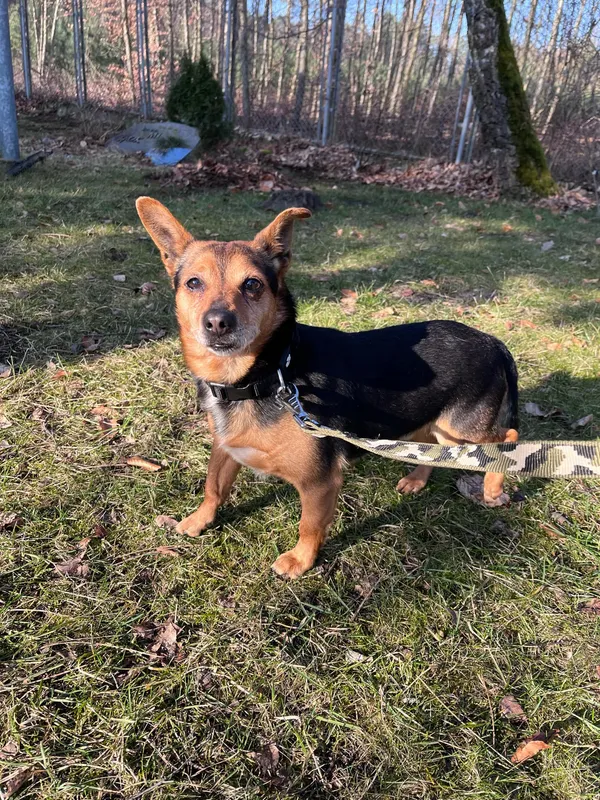 Pies do adopcji, Włocławek, 5 marca 2025 (1/4)