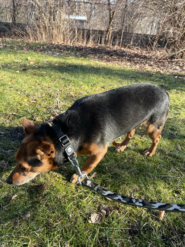 Pies do adopcji, Włocławek, 5 marca 2025 (2/4)