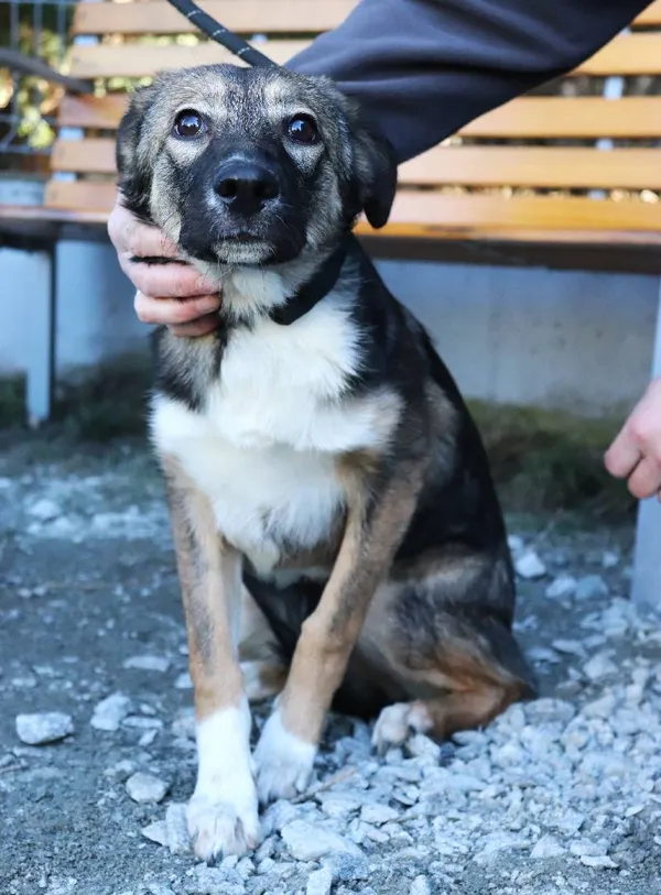 Znaleziono psa, Łódź, 6 marca 2025 (1/3)