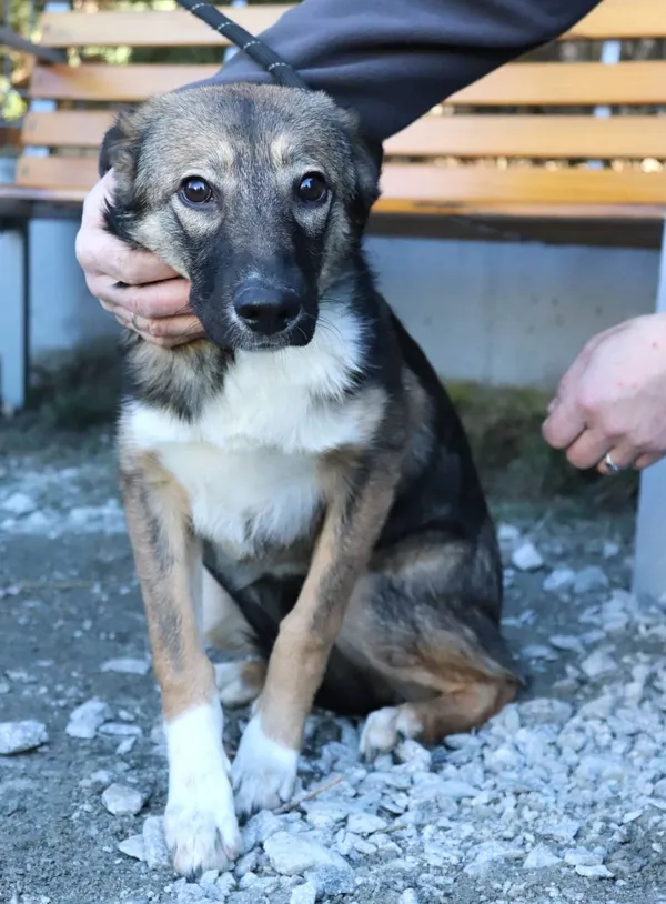 Znaleziono psa, Łódź, 6 marca 2025 (2/3)