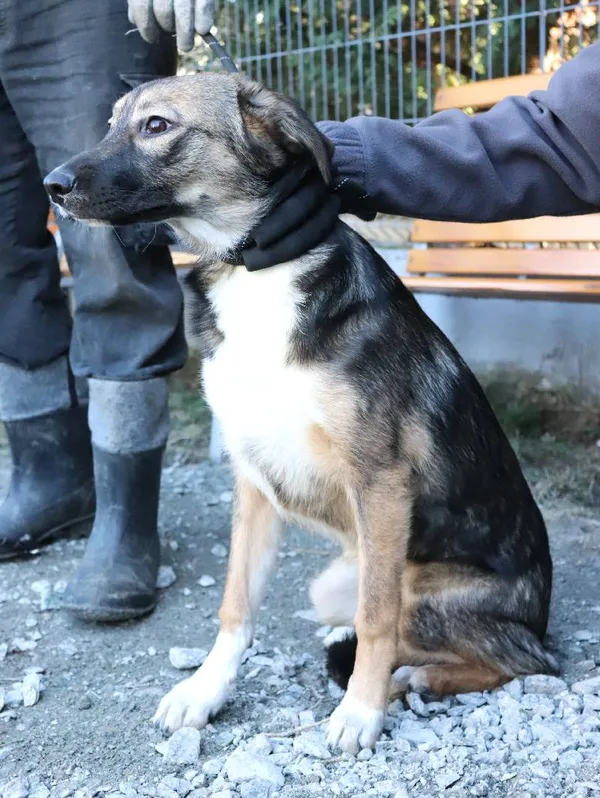 Znaleziono psa, Łódź, 6 marca 2025 (3/3)