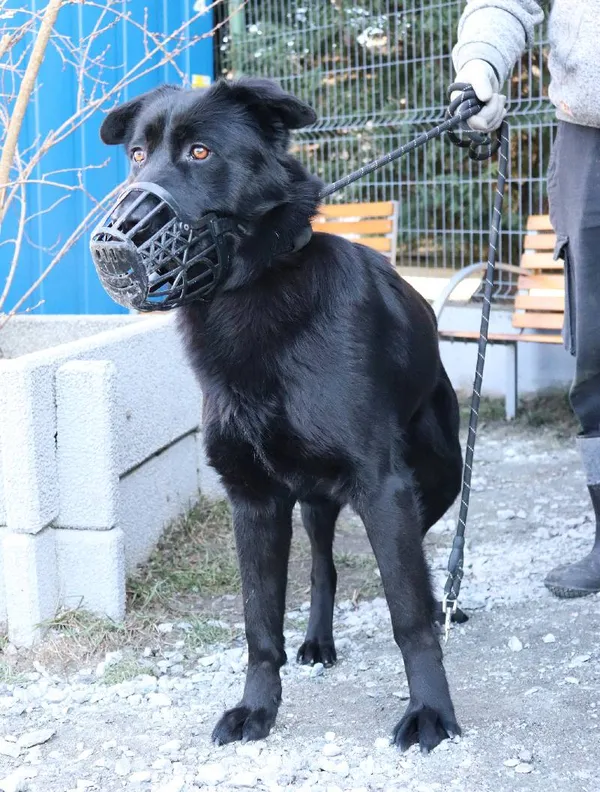 Znaleziono psa, Łódź, 5 marca 2025 (1/5)