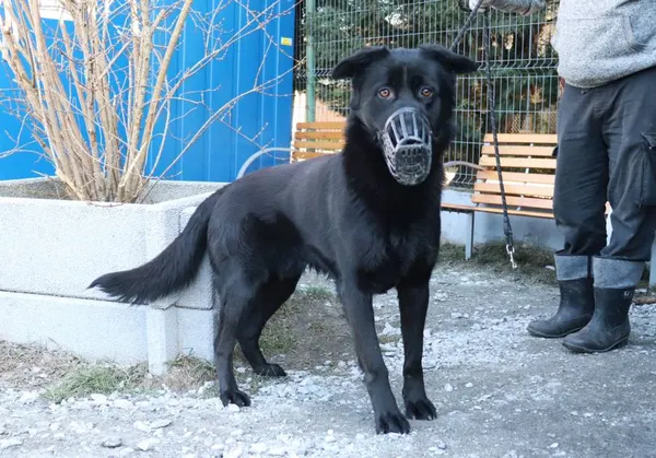 Znaleziono psa, Łódź, 5 marca 2025 (2/5)