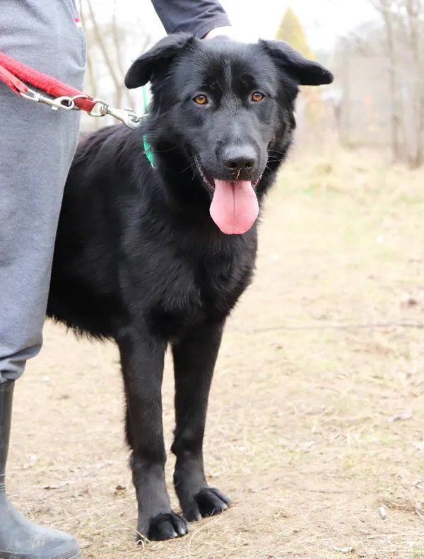 Znaleziono psa, Łódź, 5 marca 2025 (3/5)