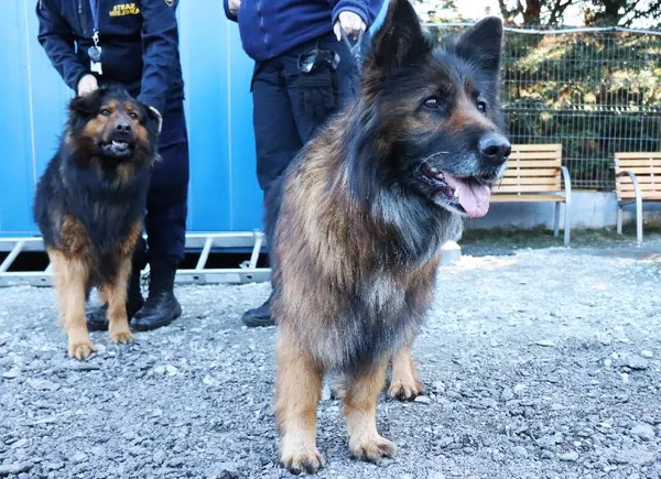 Znaleziono psa, Łódź, 6 marca 2025 (1/2)