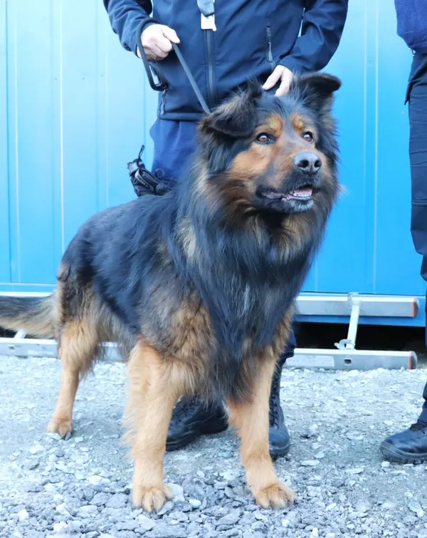 Znaleziono psa, Łódź, 6 marca 2025 (2/2)