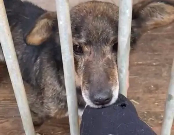 Pies do adopcji, Głowno, 6 marca 2025 (2/5)