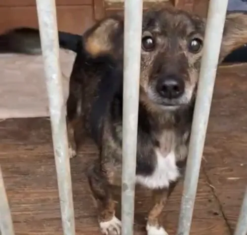 Pies do adopcji, Głowno, 6 marca 2025 (4/5)