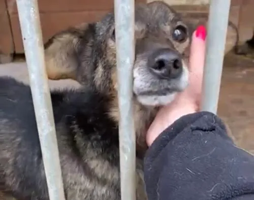 Pies do adopcji, Głowno, 6 marca 2025 (5/5)