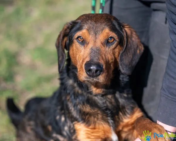 Znaleziono psa, Racławice, 4 marca 2025 (1/5)