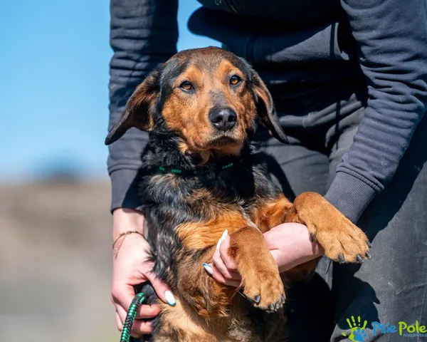 Znaleziono psa, Racławice, 4 marca 2025 (2/5)