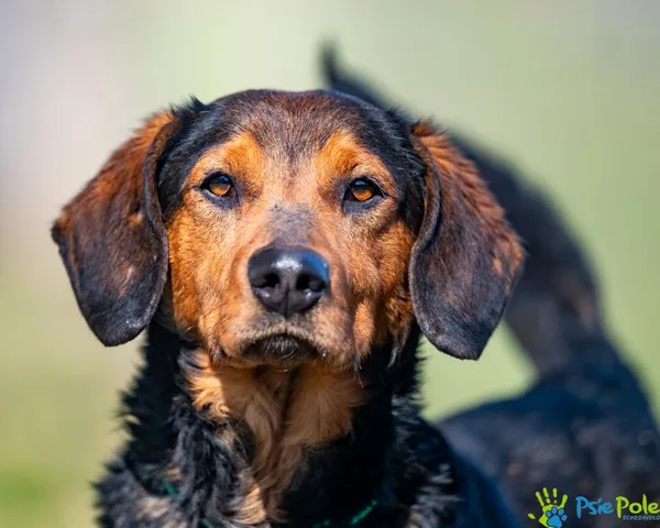 Znaleziono psa, Racławice, 4 marca 2025 (4/5)