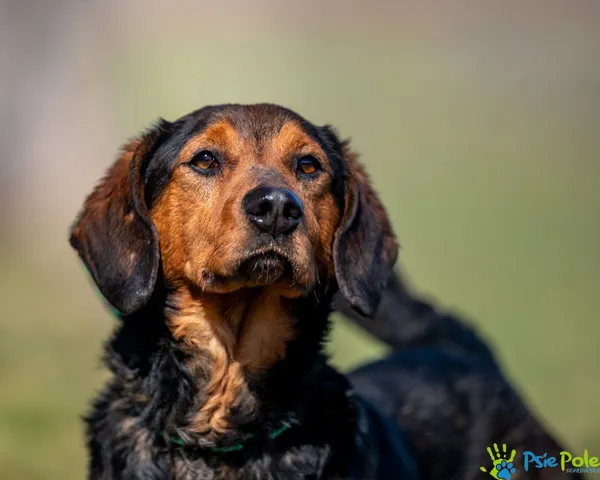 Znaleziono psa, Racławice, 4 marca 2025 (5/5)