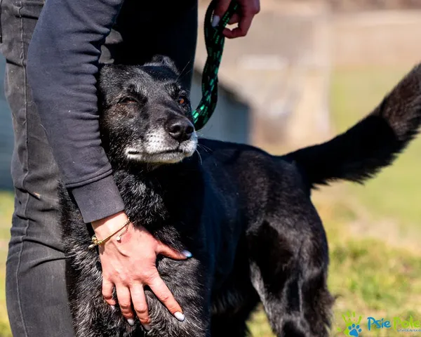 Znaleziono psa, Racławice, 4 marca 2025 (4/5)