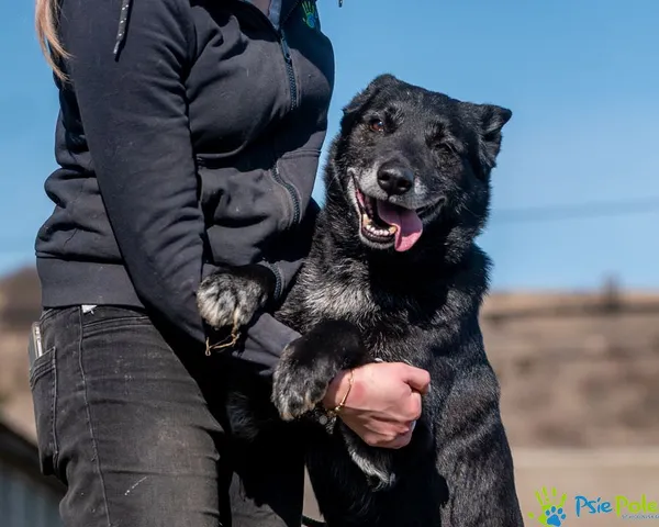 Znaleziono psa, Racławice, 4 marca 2025 (1/5)