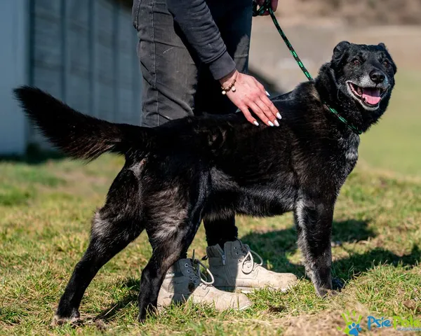 Znaleziono psa, Racławice, 4 marca 2025 (2/5)