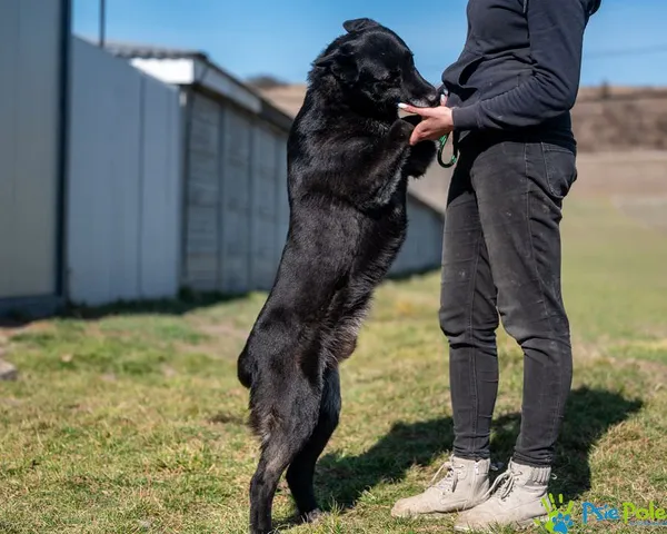 Znaleziono psa, Racławice, 4 marca 2025 (5/5)