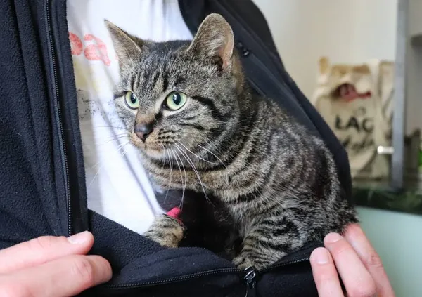 Znaleziono kota, Łódź, 6 marca 2025 (2/2)