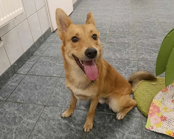 Znaleziono psa, Toruń, 4 marca 2025