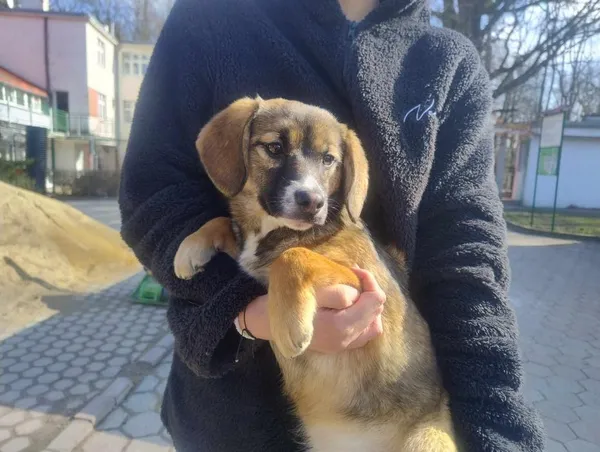 Znaleziono psa, Toruń, 4 marca 2025