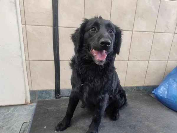 Znaleziono psa, Toruń, 3 marca 2025