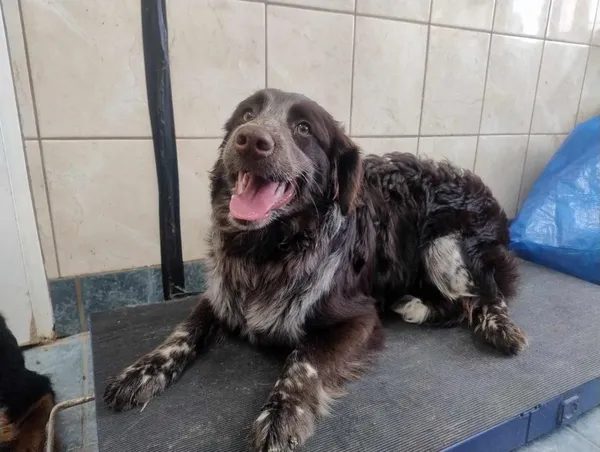 Znaleziono psa, Toruń, 3 marca 2025