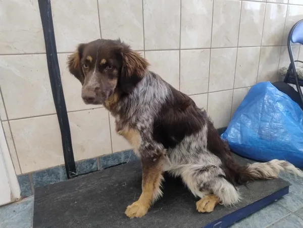 Znaleziono psa, Toruń, 3 marca 2025