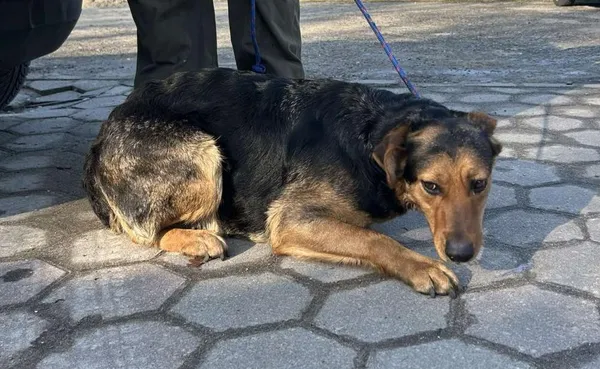 Znaleziono psa, Toruń, 3 marca 2025