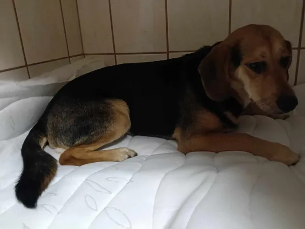 Znaleziono psa, Toruń, 2 marca 2025